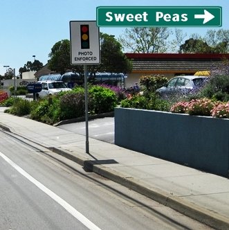 CLICK to go RIGHT to Sweet Peas from 41st Ave