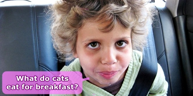 CLICK to continue: What do cats eat for breakfast?